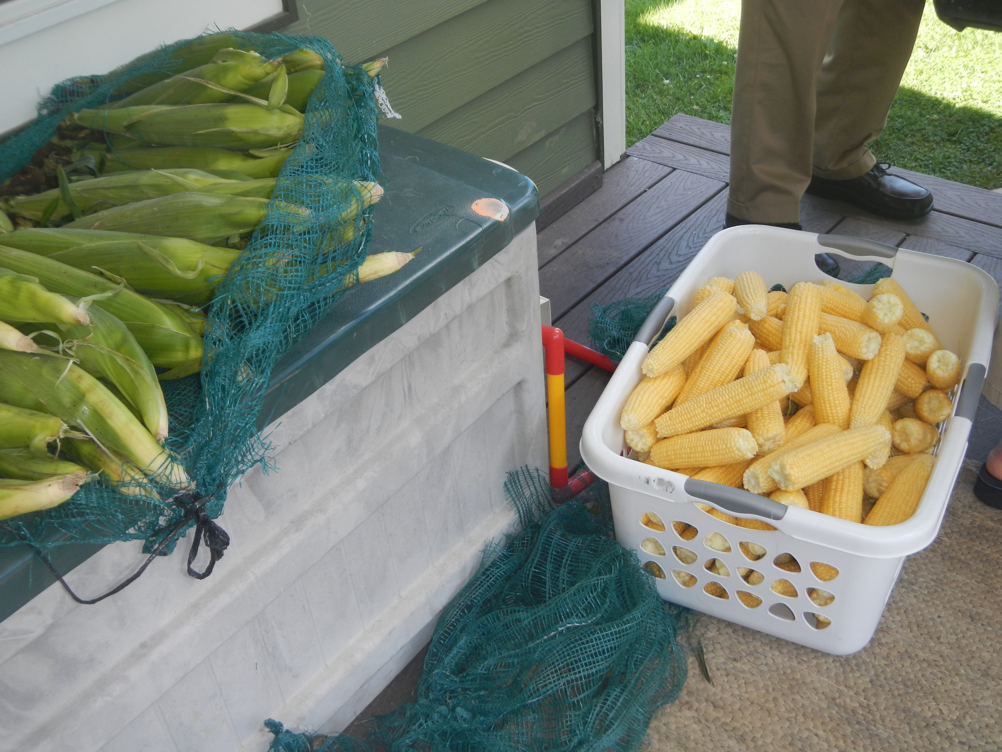 Processing Corn!