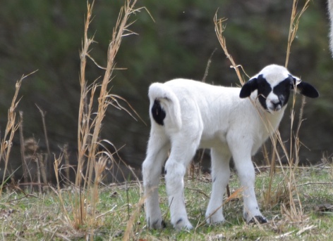 Mary and the Lamb